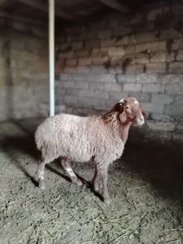 Inəklər, öküzlər: Quzular satilir — 3