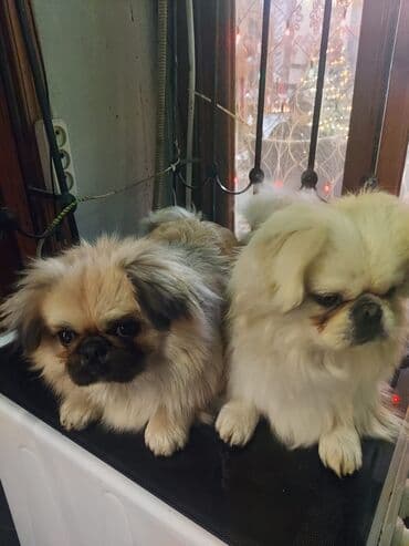 Gəmiricilər: Pekines — 2