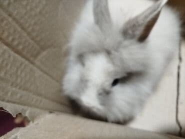 Куры: Ev heyvanı – tüklü dekorativ dovşan - Növ: dekorativ dovşan (uzun və — 1