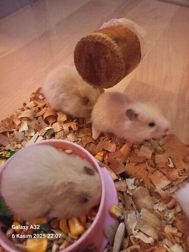 енот в баку купить: Sevimli hemsterlar nadir uzun tuklu olurlar böyüyəndə cinsi erkey və — 9
