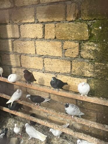 Məhsul: Ev şəraitində saxlanılan dekorativ göyərçinlər kolleksiyası