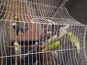 купить хамелеона в баку: 20 eded papuqay qefesle birlikde 200 manat su qabi yem qabida var — 1