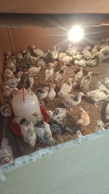 Digər heyvanlar: Toyuq cücələri, Damazlıq — 4