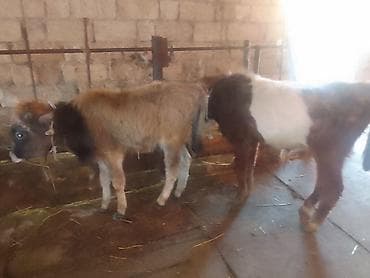 it adlari azeri: 2 eded erkek dana Qiymeti 1000 ve 1100 manat — 2