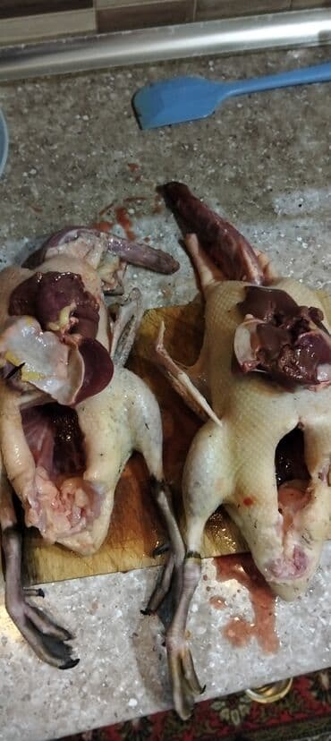 6aylıq kayuqalardi hazır temzdmis 1 kilodan çox gəlirlər qar yeyən lalafo.az -da 6aylıq kayuqalardi hazır temzdmis 1 kilodan çox gəlirlər qar yeyən