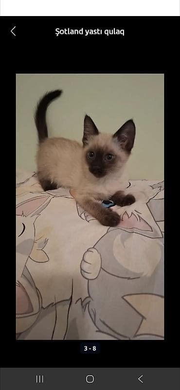 british pişik: Şinşilla — 9