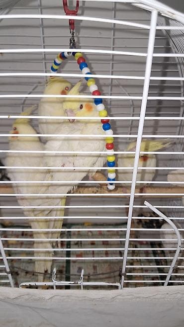 bildircin satisi: Salam, 2 və 5 ayıığ erkək Karella quşlar satılır, quşlar əl quşudu — 1