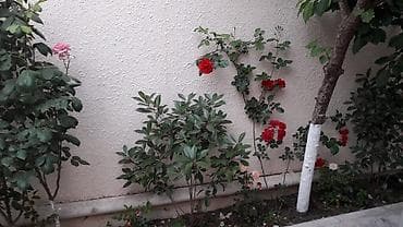 bine sovxoz evler: 3 otaqlı həyət evi – mətbəx, hamam otağı və məişət texnikası ilə — 1