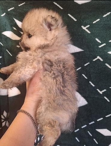 arpa bugda satisi: Şpitz, 1 ay, Erkek — 8