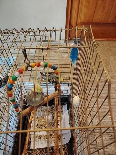 Nimfa (cockatiel) cütü və qəfəslə birlikdə komplekt. - 2 ədəd nimfa — 1