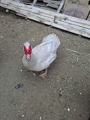 Sakit təbiətli, dekorativ görünüşlü muskus ördəyi (hind ördəyi). aktiv