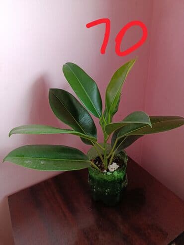 Букетные цветы: Fikus, 5 AZN dən başlayan qiymətlərlə — 3