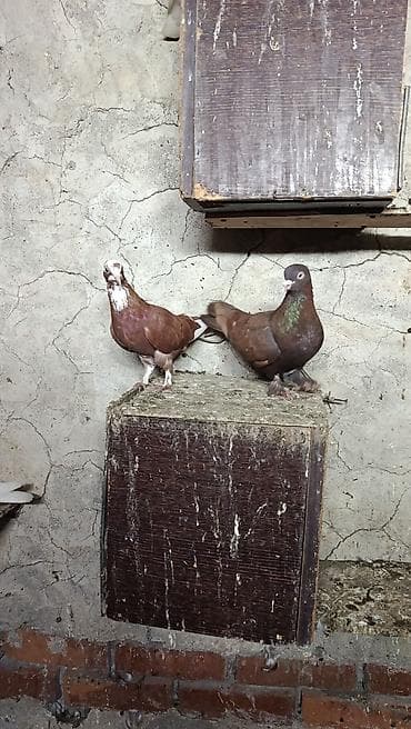ev pişik adları: Satılır, qiymət 30 azn — 2