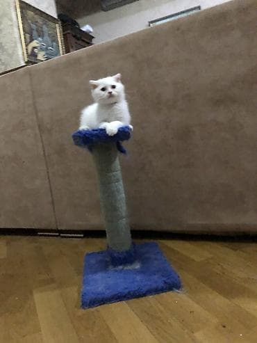Ağ rəngli balaca pişik balası. Xüsusiyyətlər: - Tam ağ, yumşaq tüklü — 9