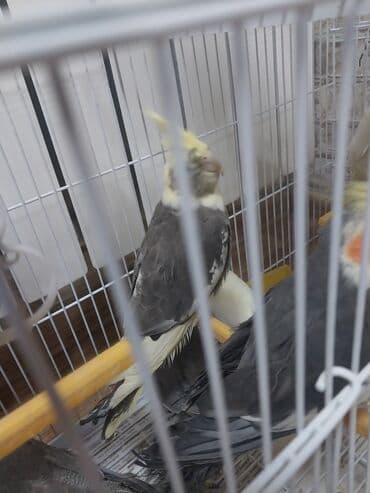 Quşlar: Məhsul: Nimfa tutuquşuları (Cockatiel) Xüsusiyyətlər: - Bir qəfəsdə — 4