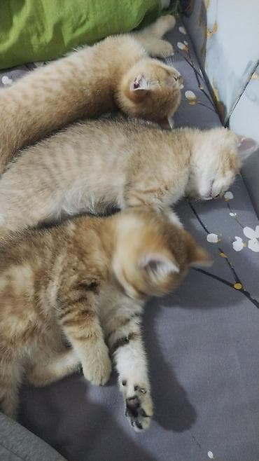 it pişik: Britan — 3