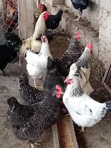 yumurta: Qarışıq toyug yumurtasi tam mayalidi. Xarkov serebrist . Maştagada — 3
