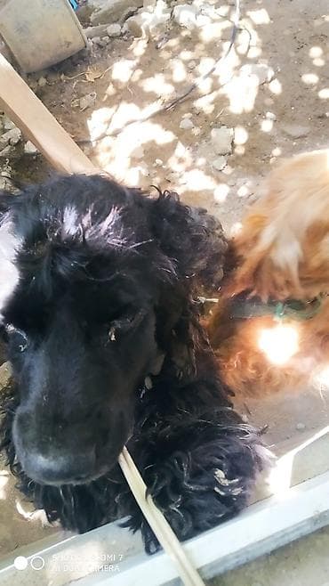 piknes itleri: Koker spaniyel — 2