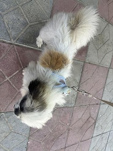 Pekines