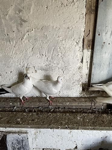 Balıqlar: Bir cüt ag cılmaq bakı agları bir dene qarabas erkek bir dene qara — 6