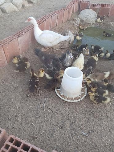 hind qusu: Muscovy ördəkləri – bala ördəklər - Cins: Muscovy (Hind ördəyi) - — 1