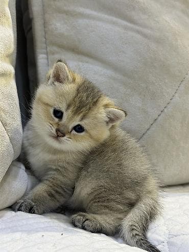 ağ pişik cinsləri: Qızıl şinşilla — 5