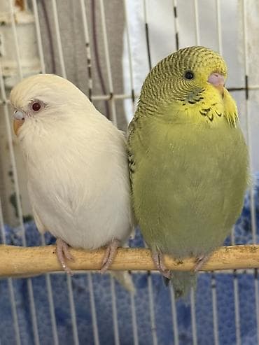 Akvariumlar: Temiz qan bala çex quşlardır ve ele oyresdırmek üçün ela vaxtdır ırı — 9