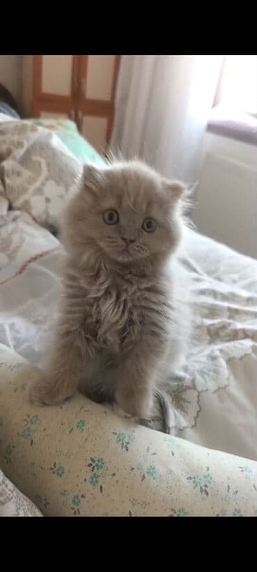 Şotland uzun tüklü, Dişi, Yaxşı əllərə lalafo.az -da Şotland uzun tüklü, Dişi, Yaxşı əllərə