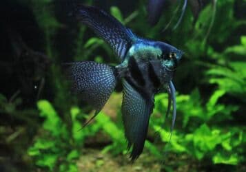 betta balıq: Mələk balığı (skalyari), Sülhsevər — 1