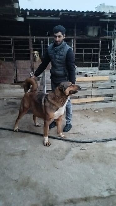 alman coban iti qiymeti: Qurdbasar, 3 il, Dişi, Peyvəndli, Ödənişli çatdırılma — 1