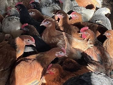 berde mal bazari 2020: ŞƏKİ DAXİLİNDƏ çatdırılma mümkündür Yetişmiş heyvanlardır. Çəkisi — 9
