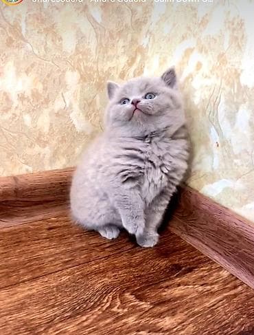 pisik ucun yuva: Britan — 2