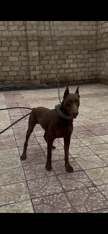 hamster satisi: Doberman, 1 il, Erkek, Peyvəndli, Ünvandan götürmə — 3