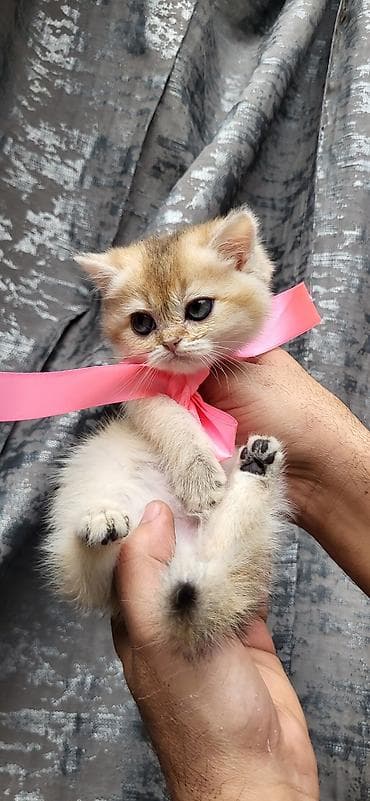 heyvan esyalari: Britan — 3