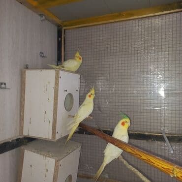 питомники собак в баку: Salam Tam əl quşlarıdı Dişləmir Cırmaq atmır yumurtuyandı 2 dişi — 4