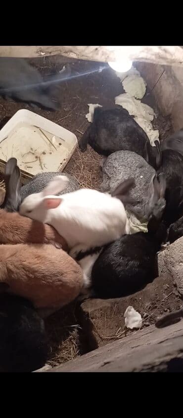 UAZ: Ev dovşanları – müxtəlif rəng və ölçülərdə Təsvir: - Bir neçə baş ev — 3