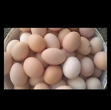 boyanmış yumurtalar: Brahma cinsindən toyuq yumurtaları Mayali yumurtalardi cox goturen — 1