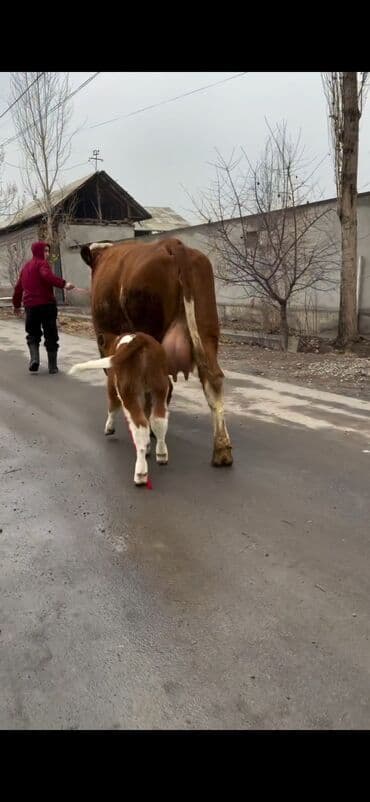 sabuncu heyvan bazari: Satılır: inək bala ilə - Cins: qırmızı-ağ rəngdə, ətlik-südlük tip — 7