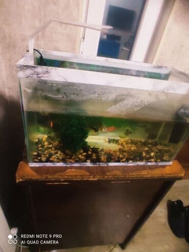 ucuz it yemleri: Dördbucaq akvarium, Balıqlarla birlikdə, 75 l — 4