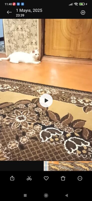 Gəmiricilər: Türk anqora, Yaxşı əllərə — 1