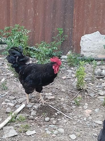 lal ordək satışı: Salam Temiz Afsdralop Xoruzlardı 2 ədəd qslıb. cavan xoruzdu Təsvir — 2