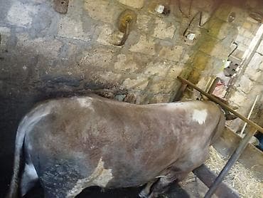 Kök bordaq Erkey danalardı Qurbanlıqa isdəyən əlaqə saxlasın Qapıda — 2