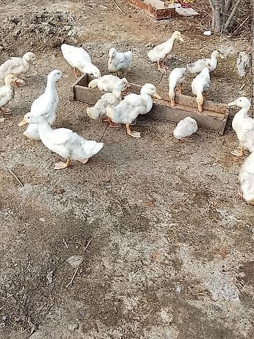 Dovşanlar: Pekin ördəyi sağlam heyvanlardı ətlik və yumurtalıq cinsdir.1ay — 4