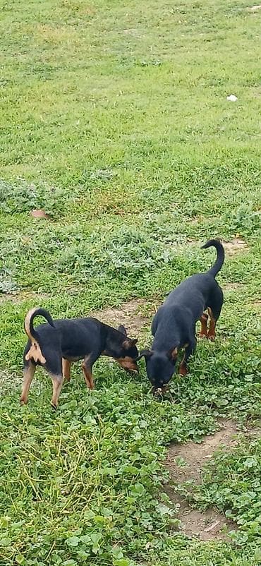 ov iti satilir: Miniatür pinçer, 7 ay, Erkek — 3