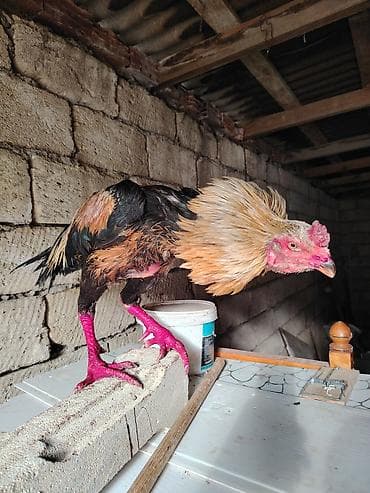 heyvan bazari tap az: Salam heyrati xoruzu satilir yaş yarımlıq heyvandı əsl damazligdi — 6