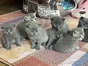 sort pişik: Boz rəngli balaca pişiklər - Cins xüsusiyyəti: Qısa tüklü, bərk — 1