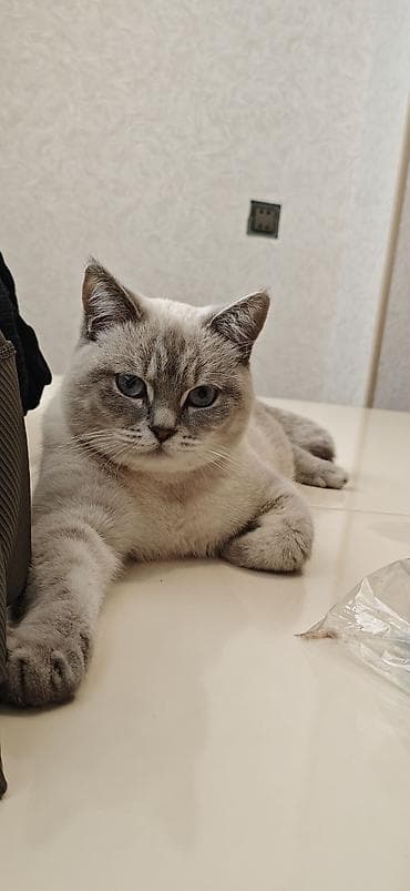 ev heyvanlari satisi: Növ: Ev pişiyi Cinsə bənzər xüsusiyyətlər: qısa tüklü, açıq boz-krem — 1
