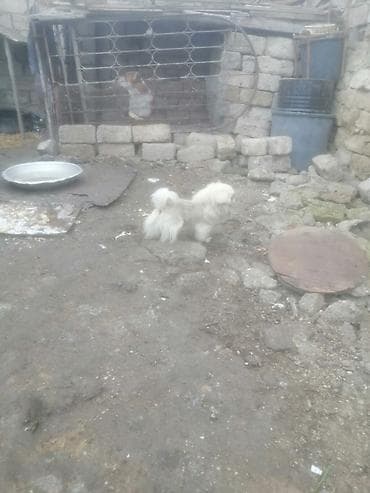 ev itləri ucuz: Pekines — 5