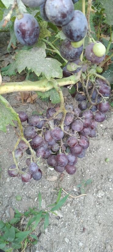 Daihatsu: Məhsul: Qırmızı üzüm (təzə budaqda) Təsvir:muskat izabella - at lalafo.az — 2 Daihatsu: Məhsul: Qırmızı üzüm (təzə budaqda) Təsvir:muskat izabella - — 2
