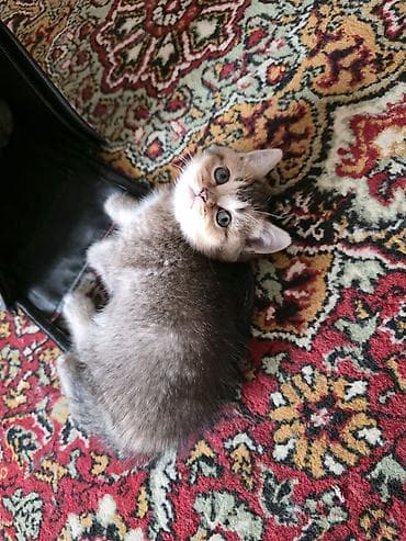 pişik 50 azn: Britan — 2